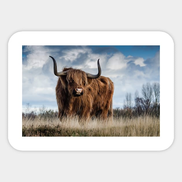 Long Horns Highland Cattle Sticker by kawaii_shop